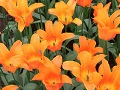 Keukenhof